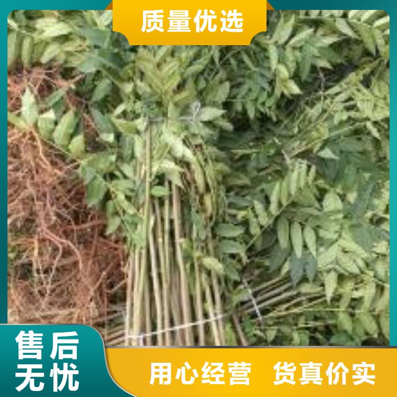 香椿苗,花椒苗产品优势特点