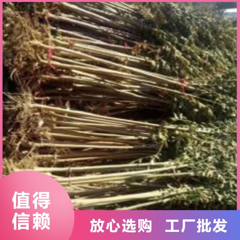 香椿苗山楂苗专业完善售后