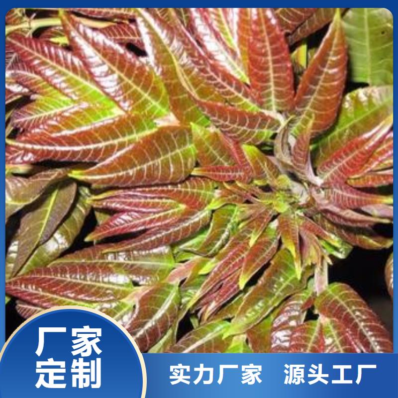 香椿苗蓝莓苗优质货源