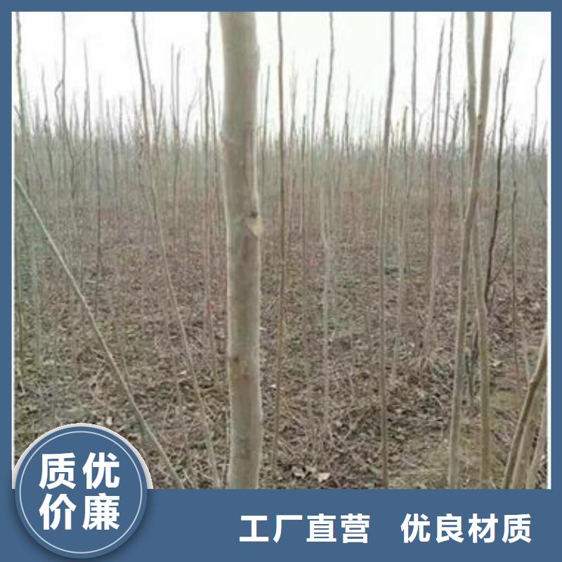 【香椿苗】桃树苗工期短发货快