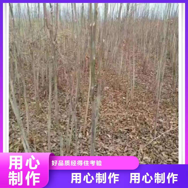 香椿苗板栗苗质量好