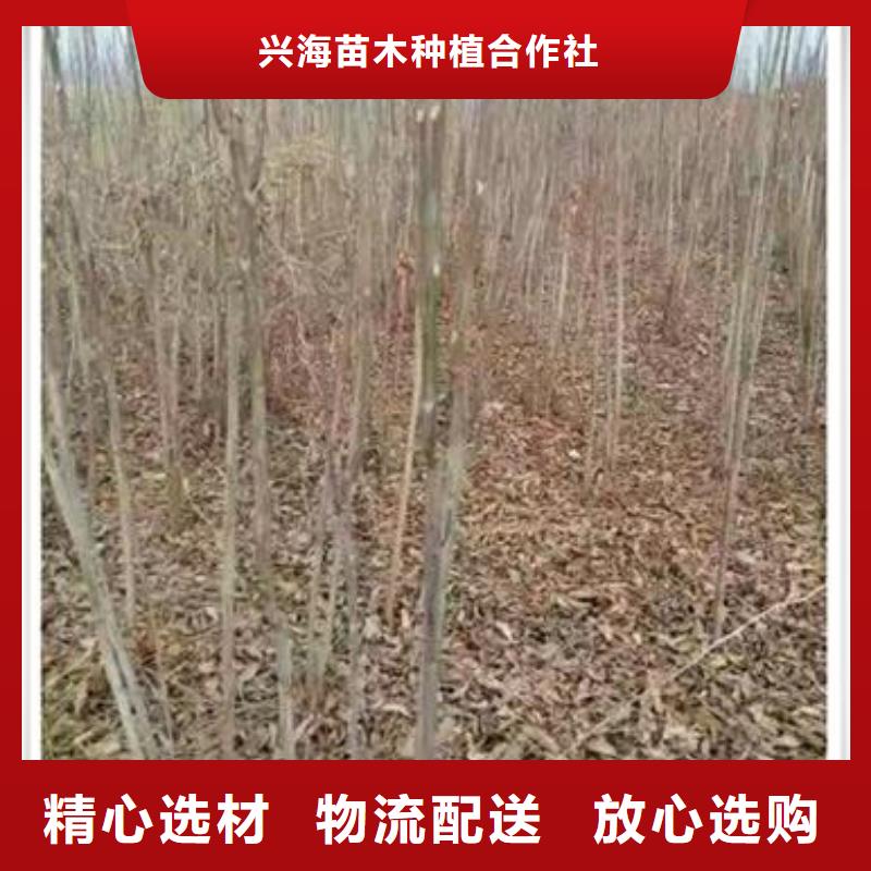 香椿苗核桃苗价格低