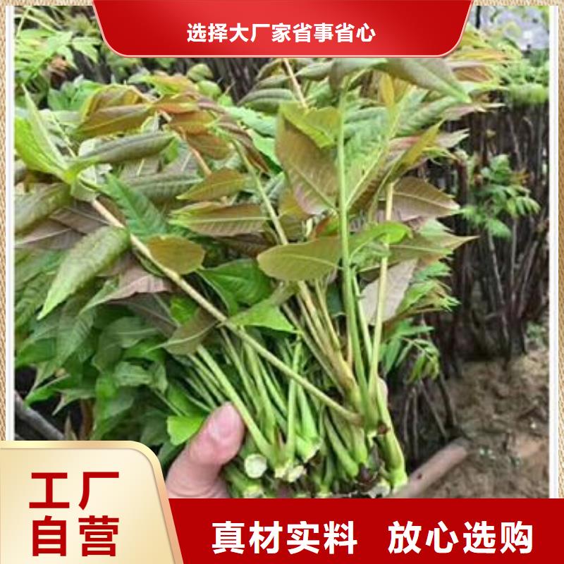 【香椿苗】桃树苗定制不额外收费