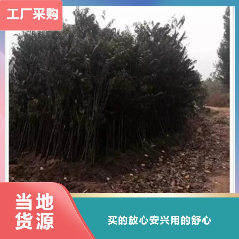 香椿苗苹果苗品种全