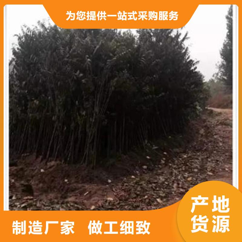 香椿苗李子苗用的放心