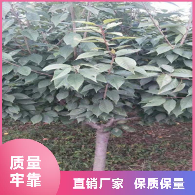 【樱花】_核桃苗樱花苗长果桑树苗订制批发