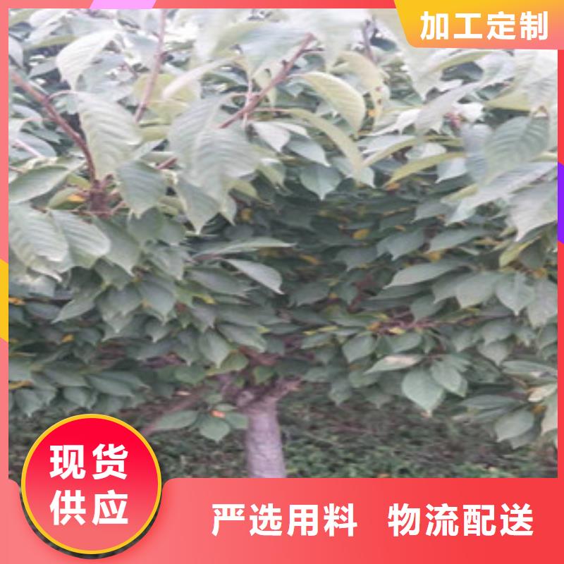 樱花【核桃苗樱花苗长果桑树苗】源头厂家量大价优