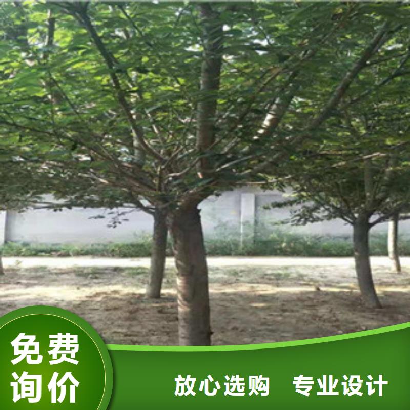 樱花绿化树绿化工程选择大厂家省事省心