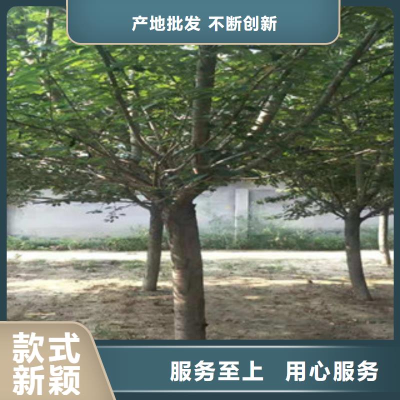 樱花钙果苗质量无忧