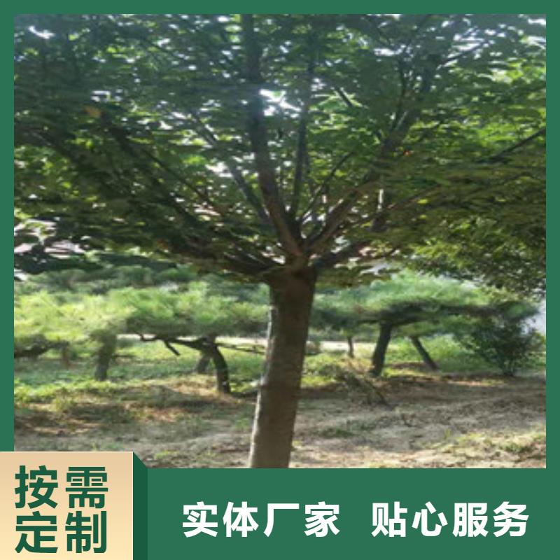 樱花【核桃苗樱花苗长果桑树苗】源头厂家量大价优