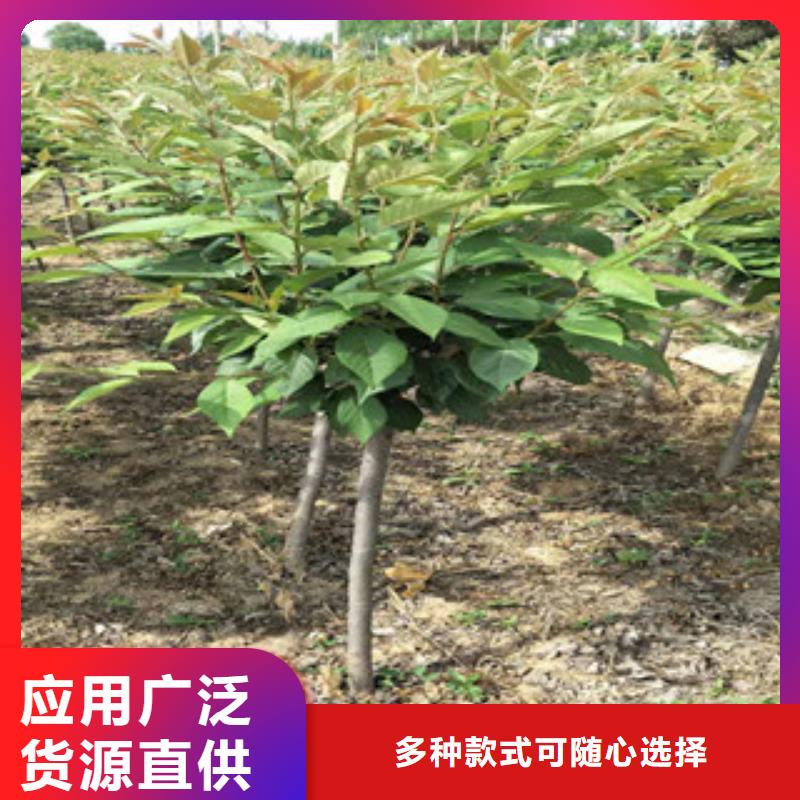 樱花绿化树绿化工程海量货源