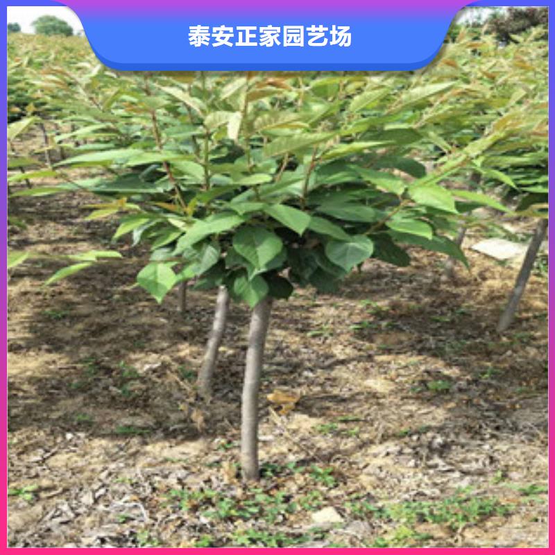 樱花钙果苗批发货源