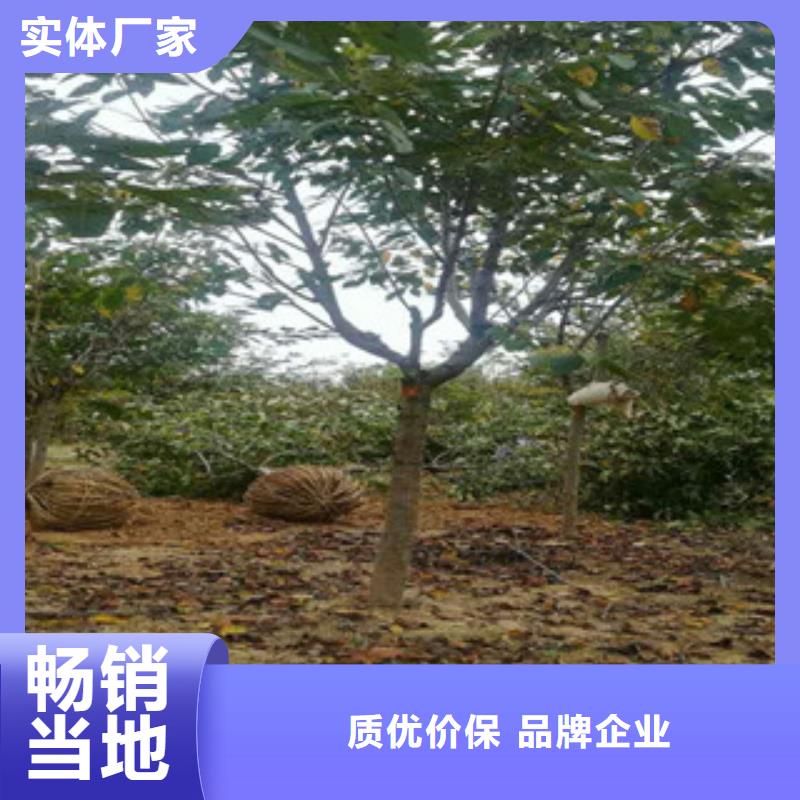 樱花钙果苗批发货源