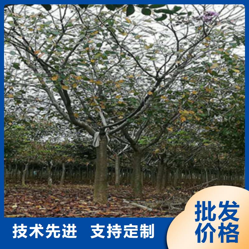 【樱花核桃苗樱花苗长果桑树苗好品质售后无忧】