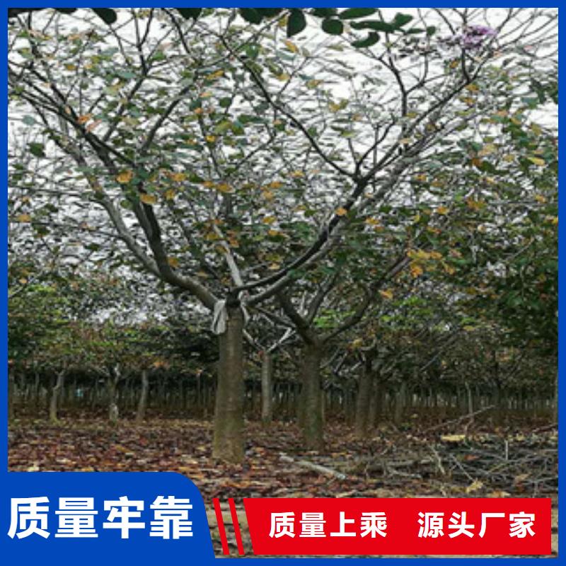 【樱花】核桃苗樱花苗长果桑树苗按需设计