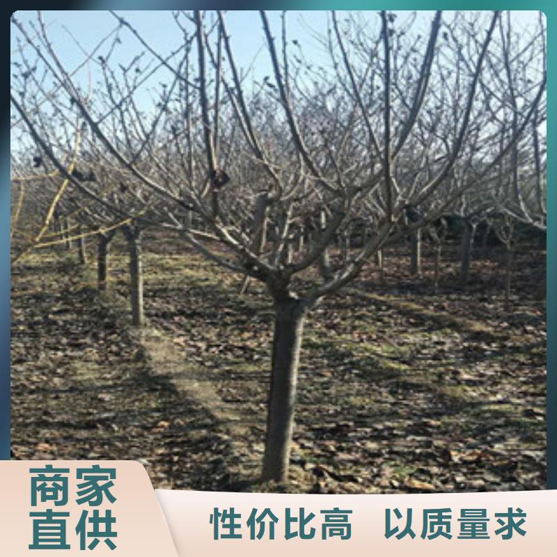 樱花【核桃苗樱花苗长果桑树苗】源头厂家量大价优