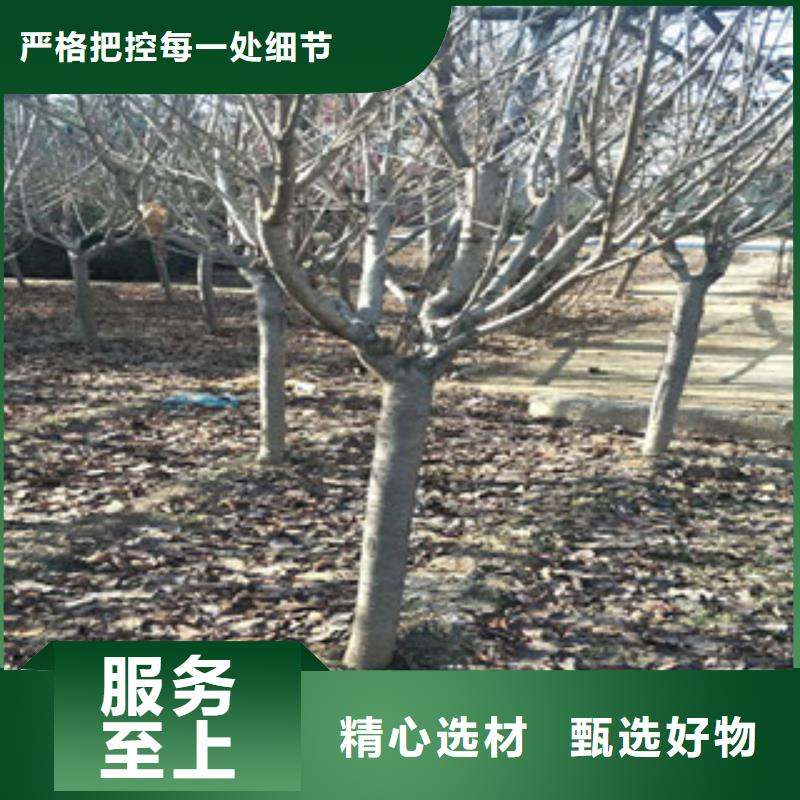 【樱花】占地果树随到随提