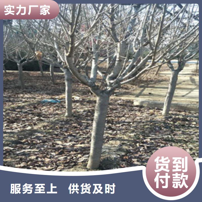 【樱花】蓝莓苗推荐商家