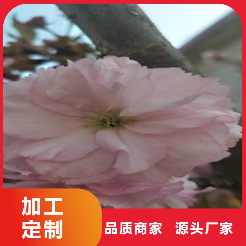 【樱花】核桃苗樱花苗长果桑树苗按需设计