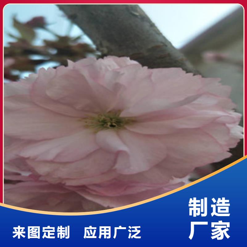 【樱花核桃苗樱花苗长果桑树苗好品质售后无忧】