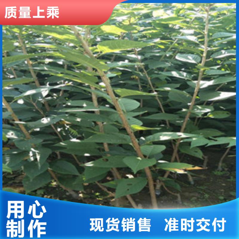 樱花【核桃苗樱花苗长果桑树苗】源头厂家量大价优