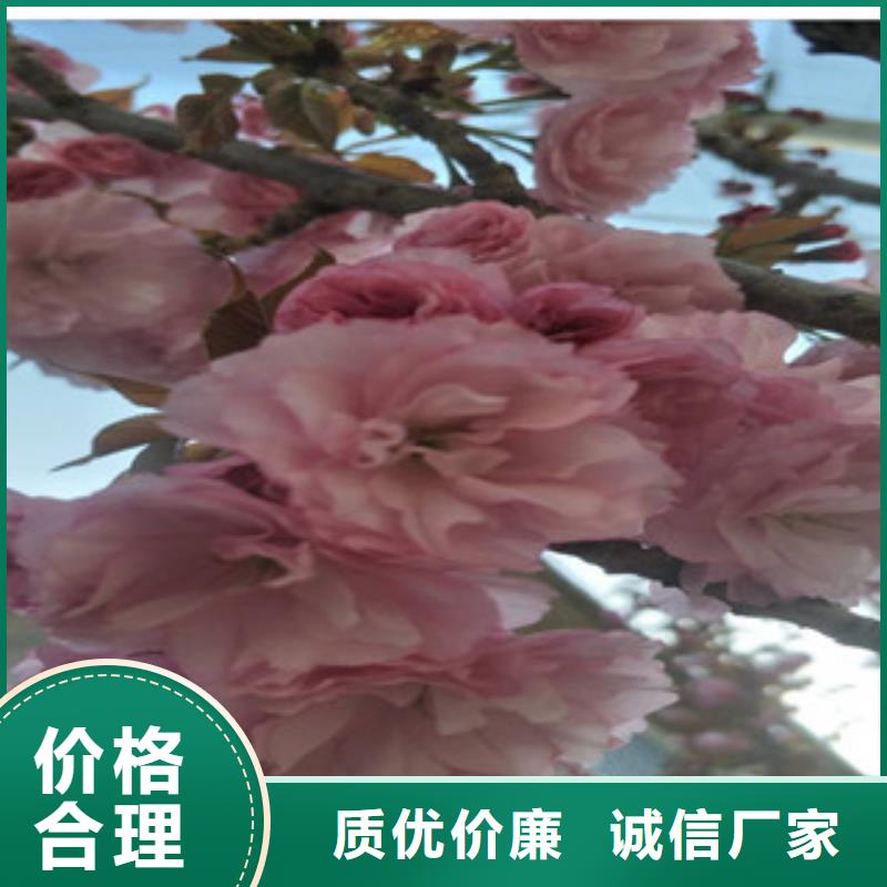 【樱花核桃苗樱花苗长果桑树苗好品质售后无忧】