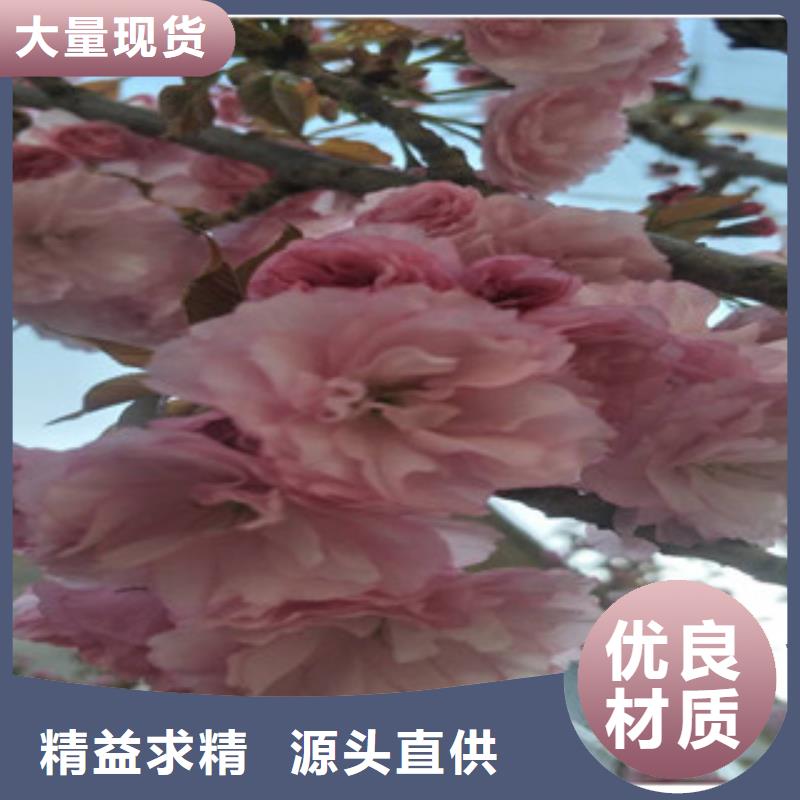 【樱花】-绿化树绿化工程生产加工