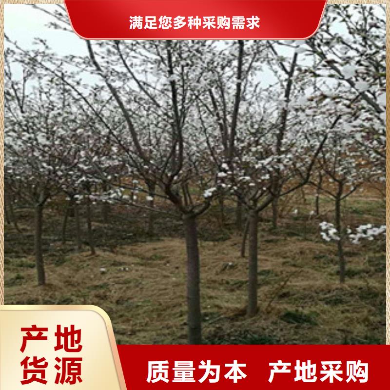 樱花【核桃苗樱花苗长果桑树苗】源头厂家量大价优