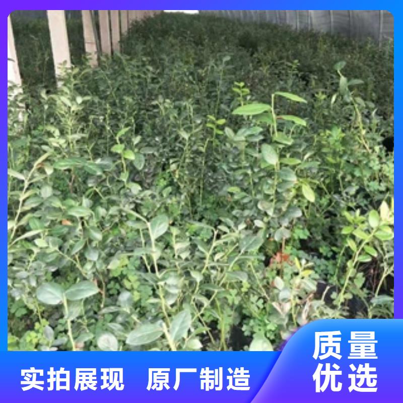 蓝莓苗占地果树来图加工定制