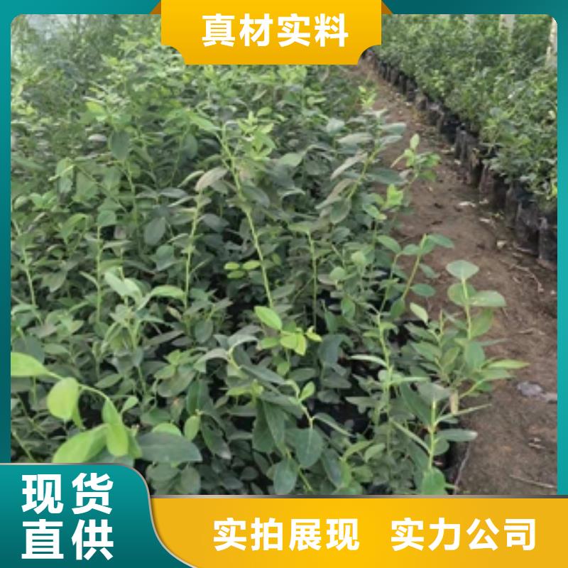 蓝莓苗-钙果苗支持定制批发