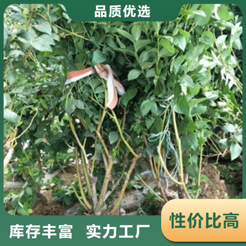 蓝莓苗-钙果苗支持定制批发