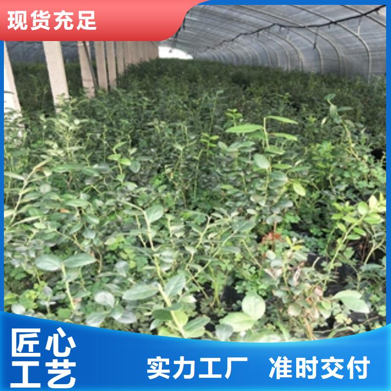 蓝莓苗【碧桃】用心做品质