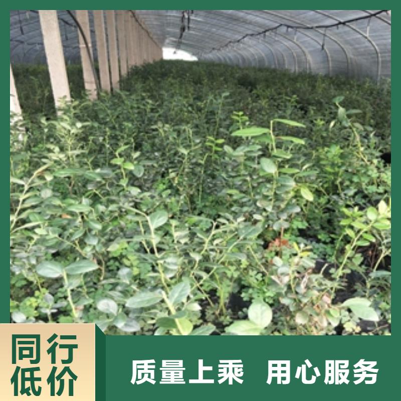 【蓝莓苗核桃苗樱花苗长果桑树苗定金锁价】