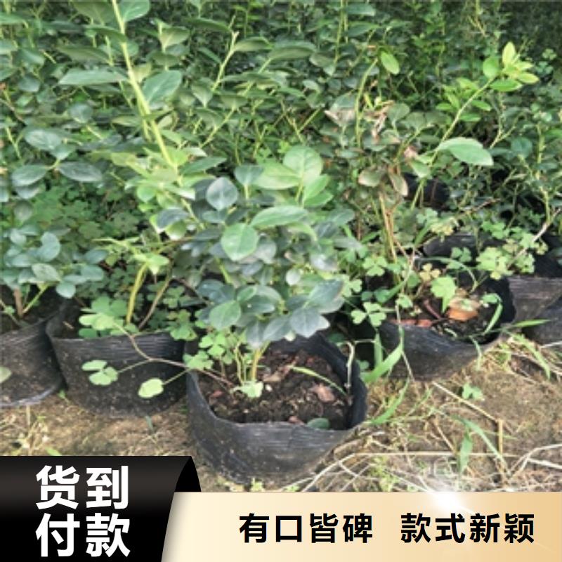 蓝莓苗,占地果树实力厂家直销