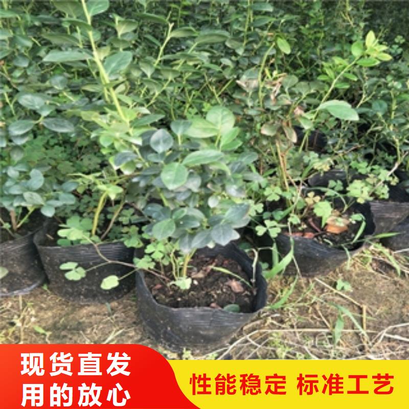 【蓝莓苗核桃苗樱花苗长果桑树苗定金锁价】