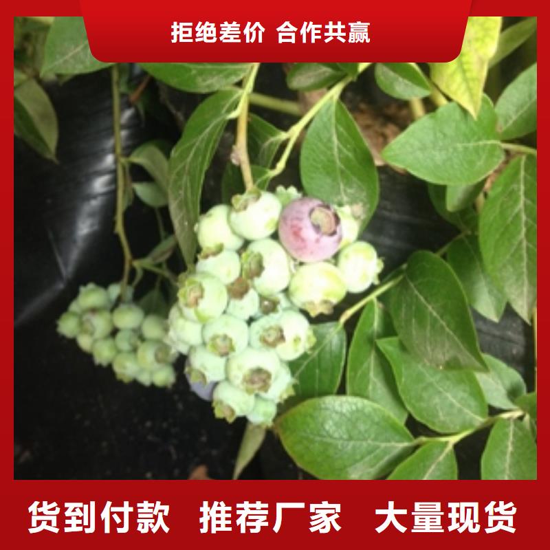 蓝莓苗绿化树绿化工程产地货源