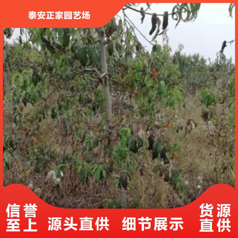 【桃树】核桃苗樱花苗长果桑树苗可定制