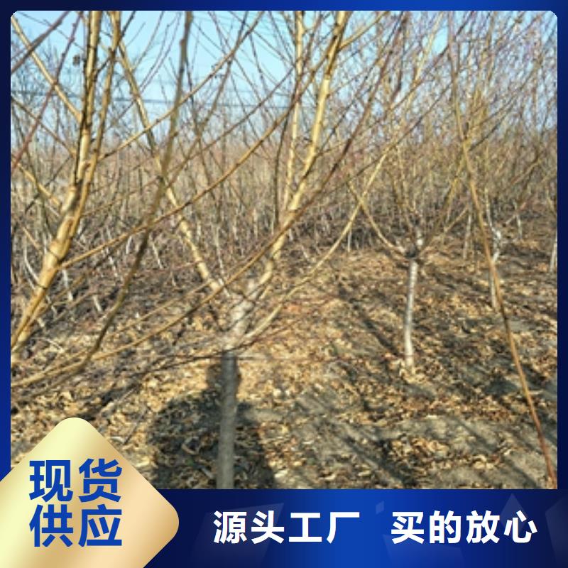 【桃树】_泰山景松造型景松高质量高信誉