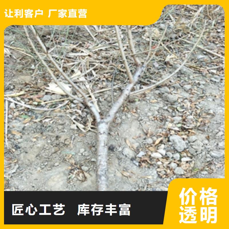 桃树核桃苗樱花苗长果桑树苗优选原材