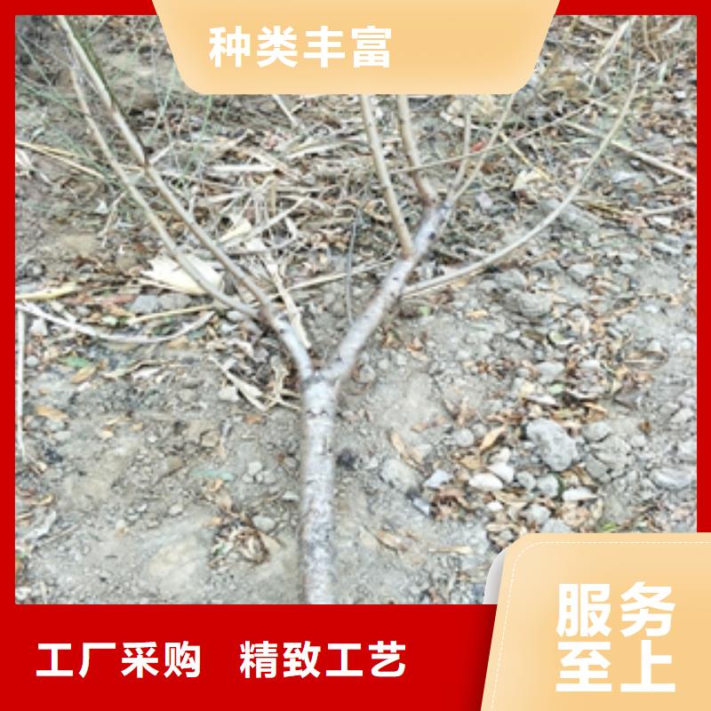 【桃树】蓝莓苗诚信经营质量保证