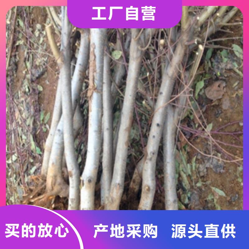 【桃树_核桃苗樱花苗长果桑树苗用心服务】