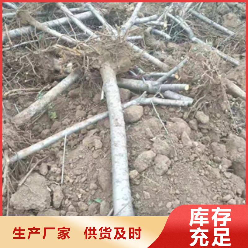 桃树绿化树绿化工程产地货源