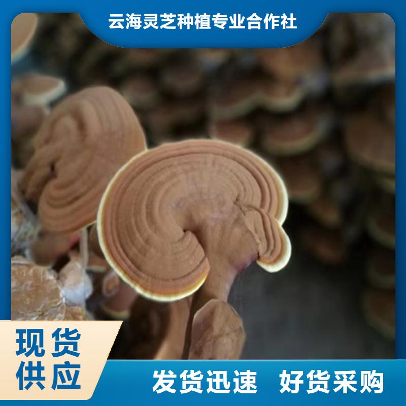 高品质灵芝孢子粉的功效与作用_灵芝孢子粉的功效与作用厂商