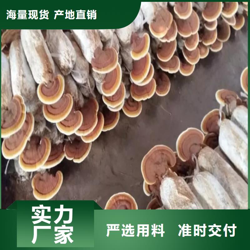 现货供应灵芝有什么作用_诚信企业