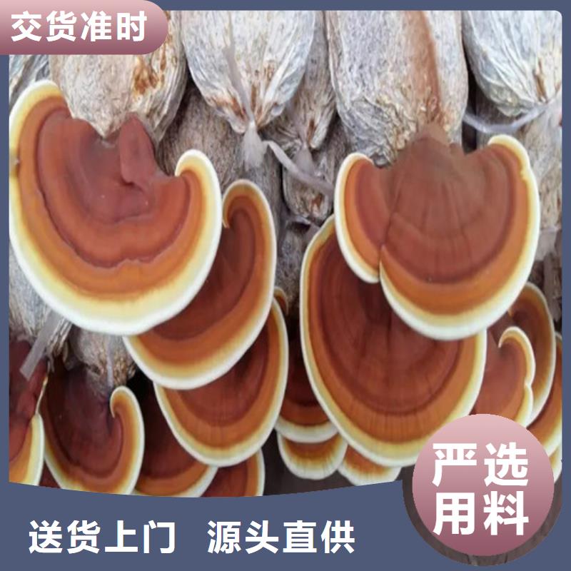 有现货的孢子灵芝粉生产厂家