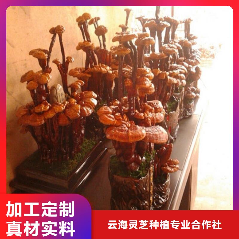 灵芝超微粉价格品牌:云海灵芝种植专业合作社