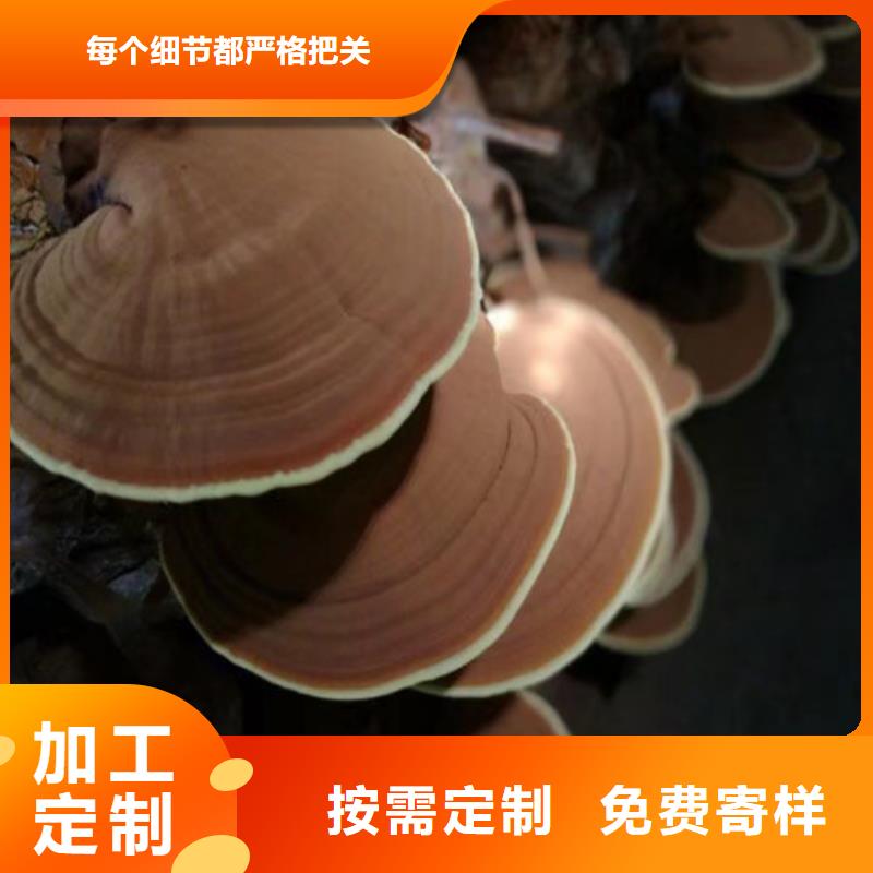 上海品质发货及时的
灵芝超细粉批发商