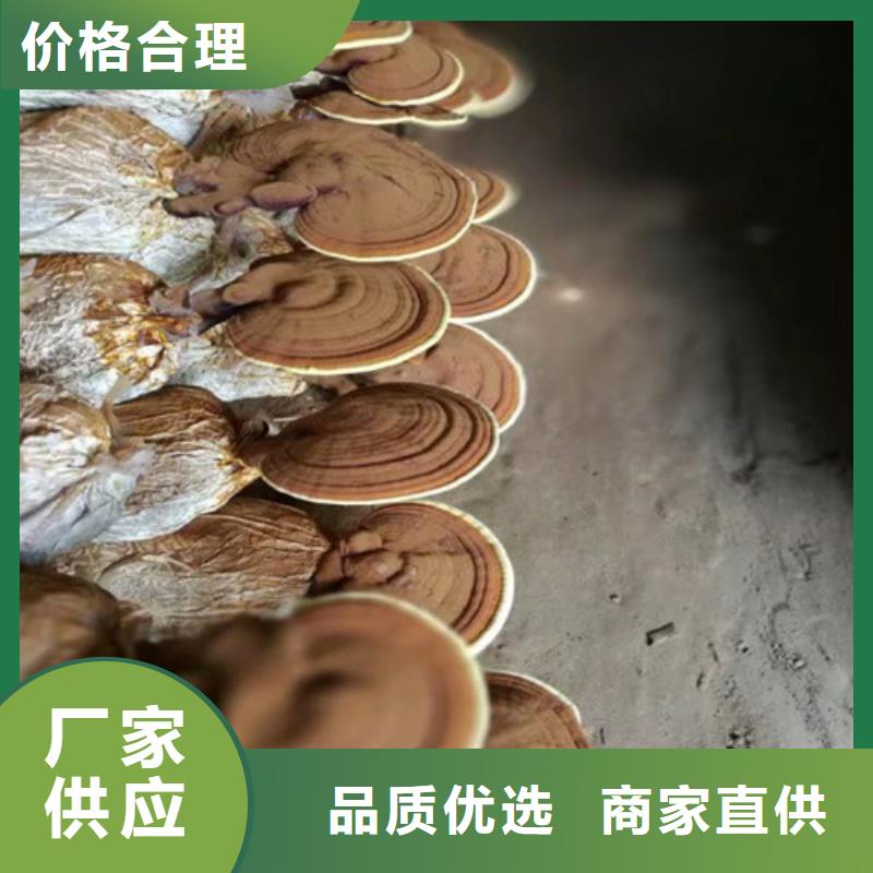 上海品质发货及时的
灵芝超细粉批发商