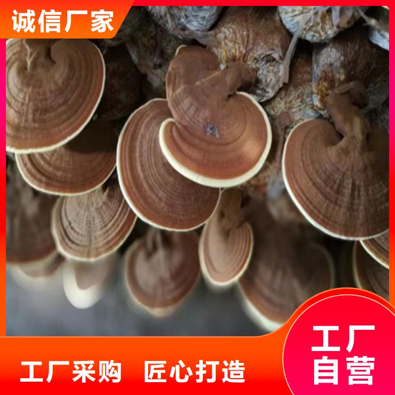 用户认可的破壁灵芝孢子粉厂家