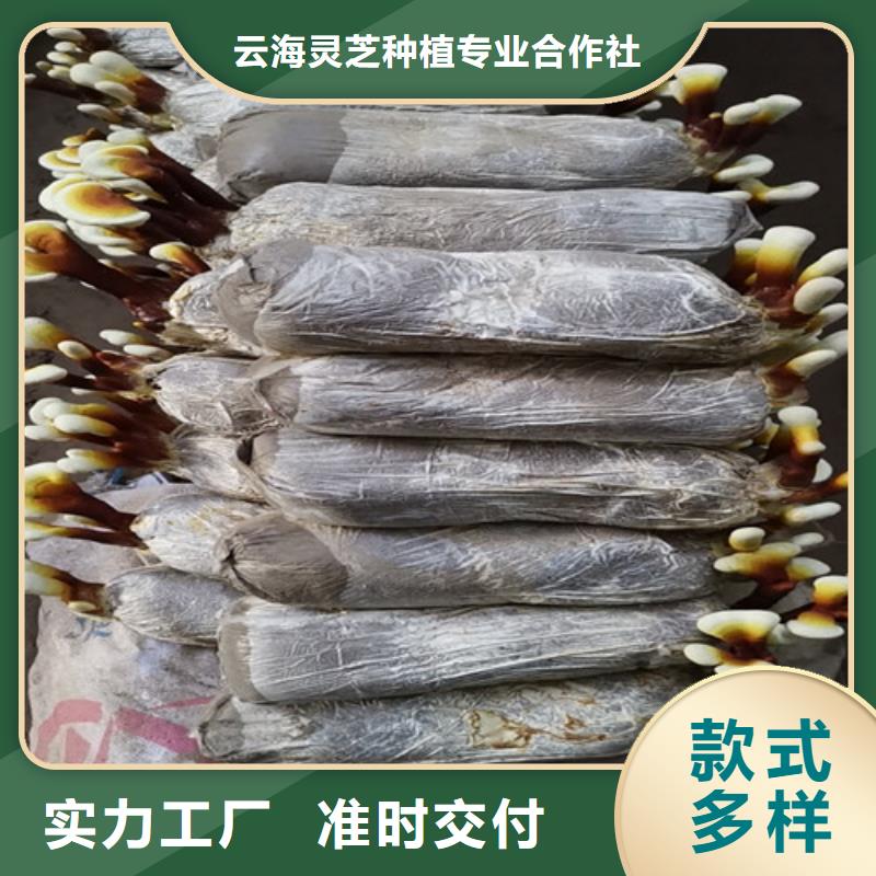 灵芝质量合格